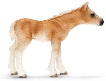 Haflinger Fohlen