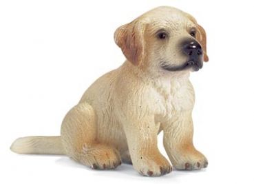 Golden Retriever Welpe