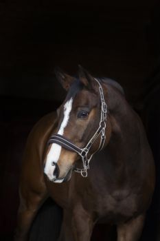 Horseware Rambo Deluxe Halfter braun Cob