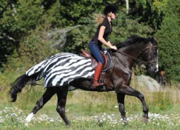 Ausreitdecke Zebra Gr. 155