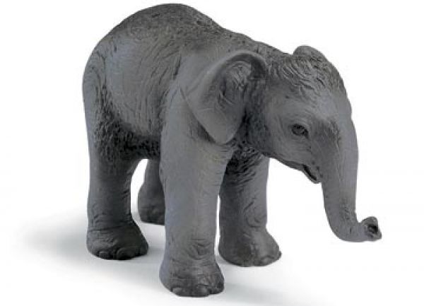 Asiat. Elefantenbaby