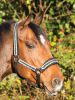 Horseware RAMBO® Diamanté Halfter Cob